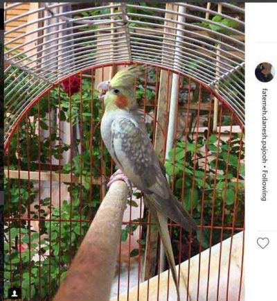 پرنده زیبا در قفس است که در منزل دایی فاطمه دانش پژوه