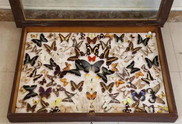 قاب پروانه ها در موزه برادران امیدوار