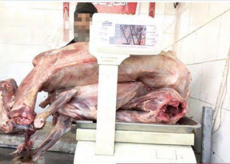 تکذیب عرضه گوشت سگ در مشهد