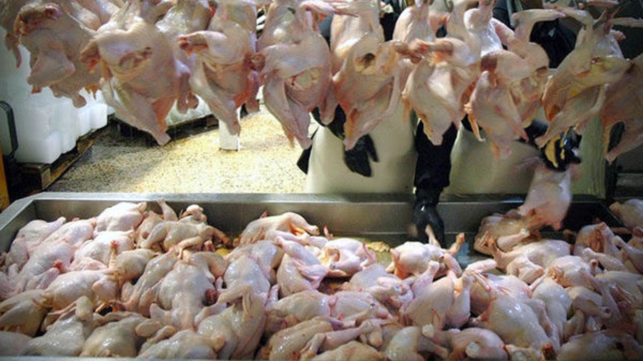 قیمت مصوب مرغ؛ ۱۱۵۰۰ تومان/کی دیده کی خریده؟!