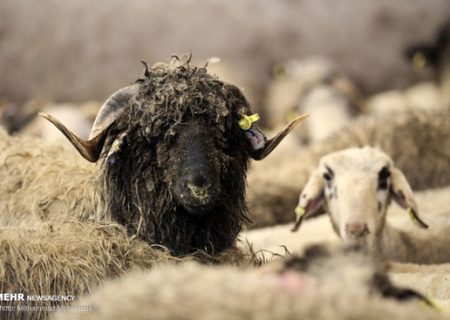 گوسفندان رومانیایی در تهران/گزارش تصویری