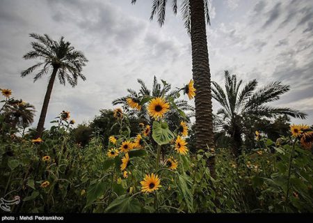 مزارع آفتابگردان در اهواز/گزارش تصویری