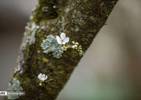 شکوفه‌های بهاری در گیلان/گزارش تصویری