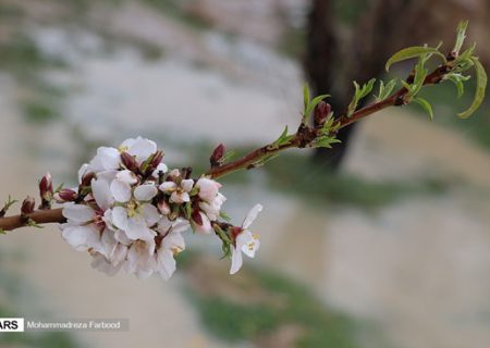 شکوفه‌های بهاری درخت بادام/گزارش تصویری