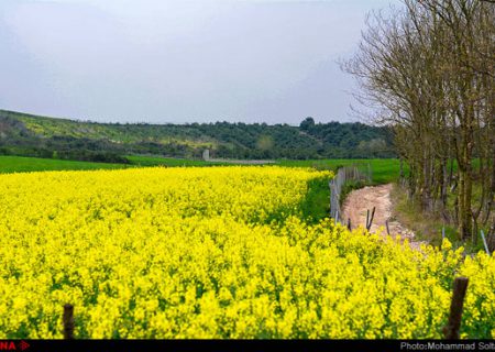 مزارع دانه روغنی «کلزا» در مازندران/گزارش تصویری