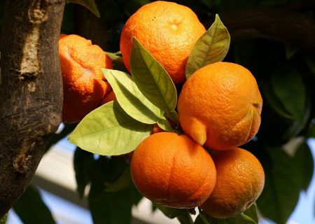 خواص شگفت «نارنج»در درمان بیماری‌ها