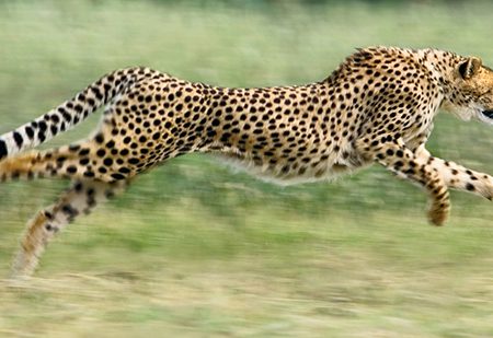 سریع‌ترین حیوانات جهان را بشناسید