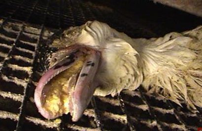 جگر چرب اردک شکنجه شده؛ غذای گرانقیمت فرانسوی!