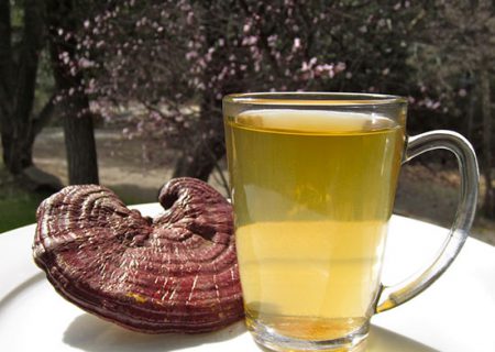 با چای گانودرما و خواص شگفت انگیز آن آشنا شوید
