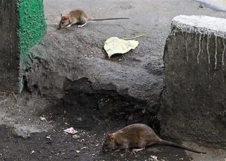 آیا موش های تهران مفیدند؟