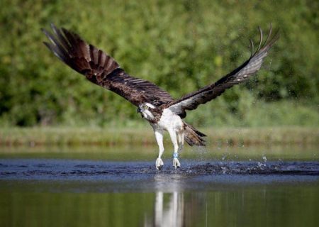 عکس‌های دیدنی از شکار پرندگان در اسکاتلند