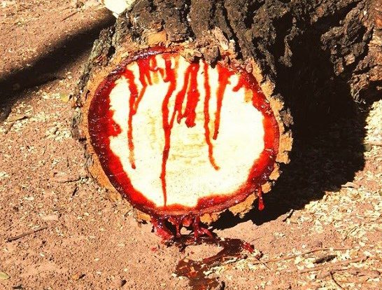 اگر این درخت را زخمی کنید خونریزی می‌کند