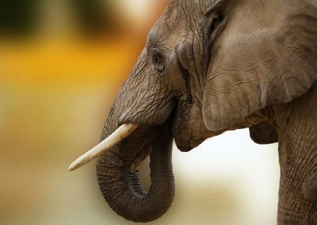 دلیل ایجاد چین و چروک روی پوست فیل ها چیست؟