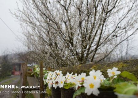 شکوفه‌های بهاری در شهرستان مرزی آستارا/گزارش تصویری