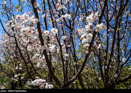 شکوفه‌های درخت زردآلو در باغات بهبهان/گزارش تصویری