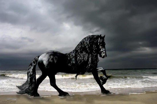 جذاب‌ترین و زیباترین اسب جهان