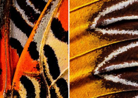 عکس‌های ماکرو از بال پروانه‌ها