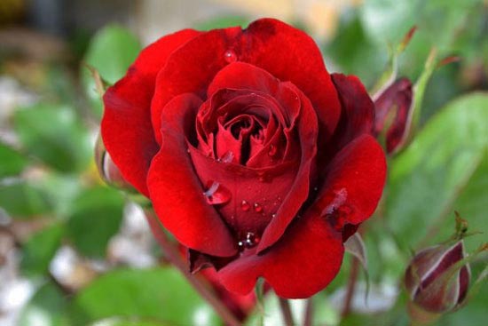 زیباترین  گل های رز جهان +تصاویر