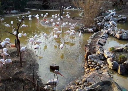گشتی در باغ پرندگان تهران به میزبانی پلیکان و فلامینگوهای زیبا