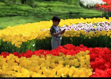 جشنواره گل‌های پیازی در بوستان ملت مشهد/گزارش تصویری  