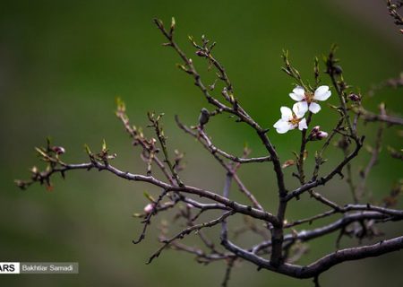 شکوفه‌های بهاری سنندج/گزارش تصویری