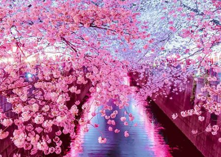 طبیعت زیبای بهار در ژاپن/گزارش تصویری  