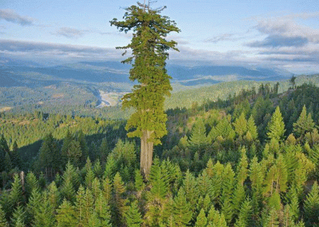 کشف بلندترین درخت دنیا به درازای یک زمین فوتبال