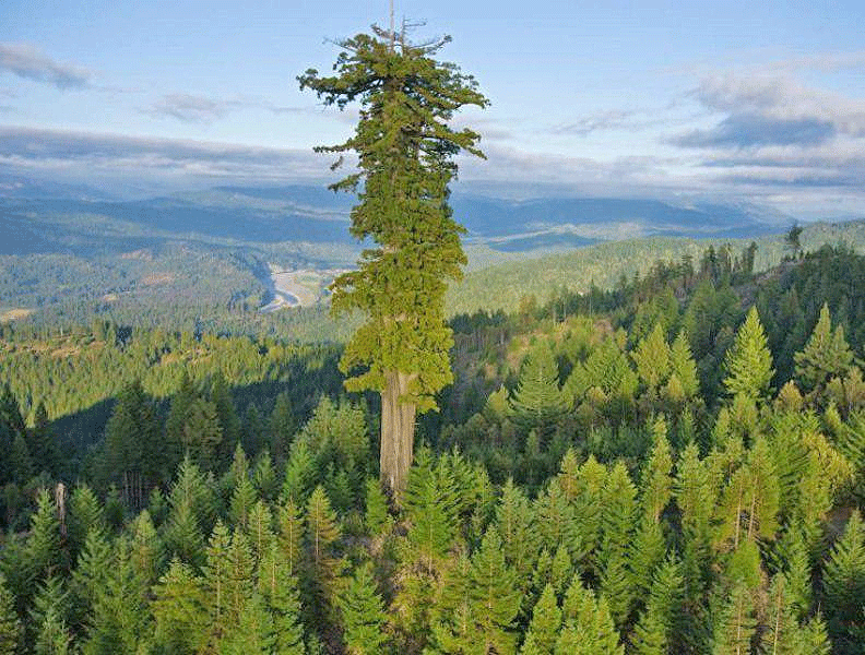 کشف بلندترین درخت دنیا به درازای یک زمین فوتبال