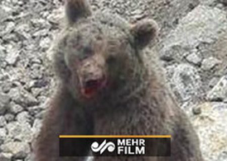 تصاویر تکان‌دهنده از کشتن یک خرس در سوادکوه