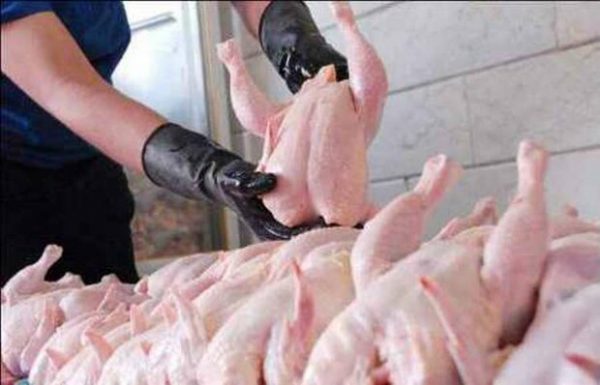 ثبات قیمت مرغ در بازار ادامه دارد
