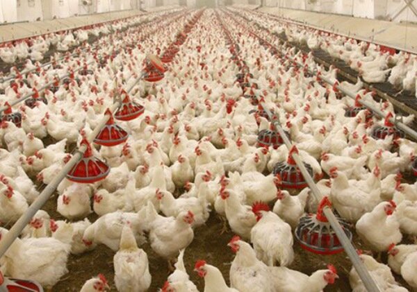 افزایش هزارتومانی قیمت مرغ در بازار