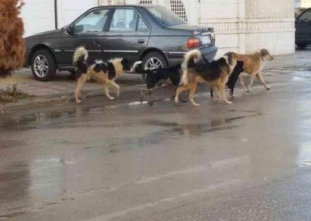 ساماندهی سگ‌های بدون سرپرست در شهرداری تهران