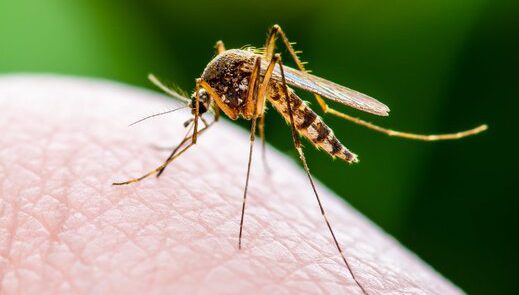 پشه‌ها ویروس کرونا را انتقال می‌دهند؟