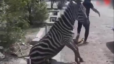 مدیر متخلف صفادشت