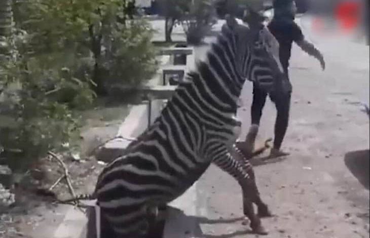 مدیر متخلف صفادشت