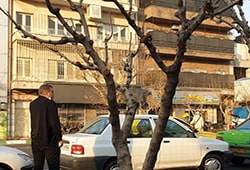 موش روی درخت های تهران !