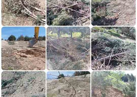 واکنشها به قطع درختان در موسسه ژئو فیزیک دانشگاه تهران