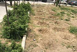 شهرداری در مورد قطع شبانه درختان فضاى سبز چیذر پاسخ دهد