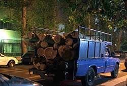 پاسخ شهرداری به قطع شبانه درختان خیابانی در منطقه ۶ تهران