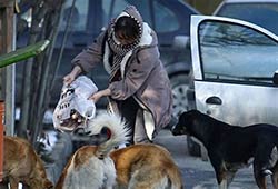 غذارسانی به حیوانات عواقب