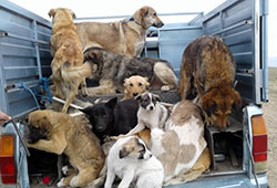 صادرات سگ به تهران! / رهاسازی سگ‌های بدون صاحب شهرستان‌ها در برخی مناطق پایتخت