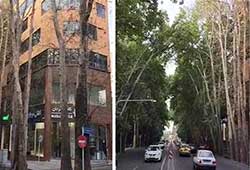 خشکاندن عمدی ۱۳ درخت در خیابان ولیعصر