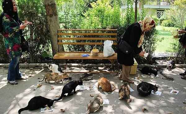 چرا جمعیت کبوتران و گربه های تهران افزایش یافت؟!