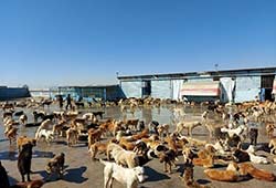 حامیان سگ های ولگرد