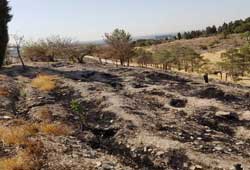 آتش‌سوزی در پارک جنگلی چیتگر مهار شد